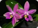 Phal. Germain Vincent